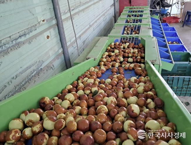 포천시, 대추 재배기술교육 실시…재배 안정성 및 농가 소득 향상 기대