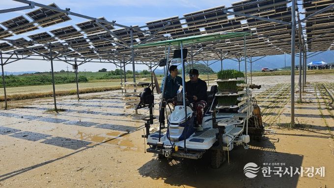 영암군 영농형 태양광 실증 논 벼이양작업
