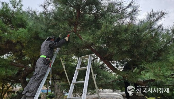 순천나무사랑꾼, 낙안읍성 일원 전정 봉사활동