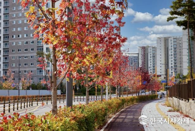 곡선로에 있는 미국풍나무 가로수 단풍 전경