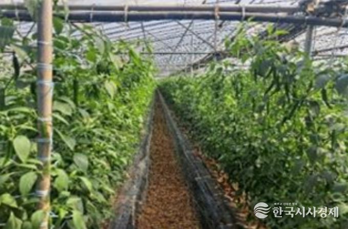 시설고추 재배지