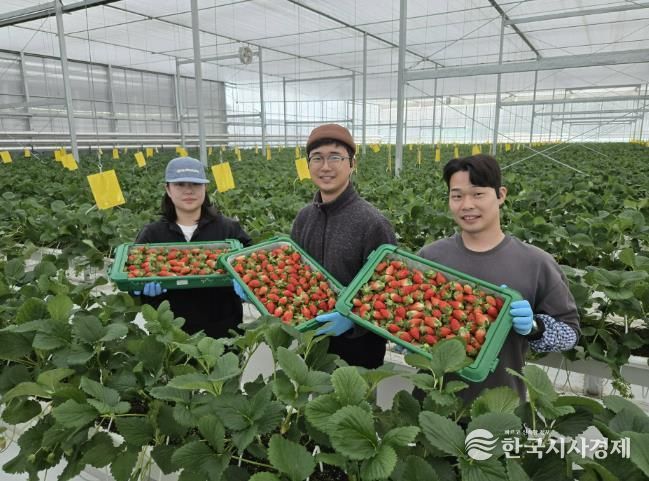 경북도 내 첫 수출 스타트, 상주 딸기 베리굿!