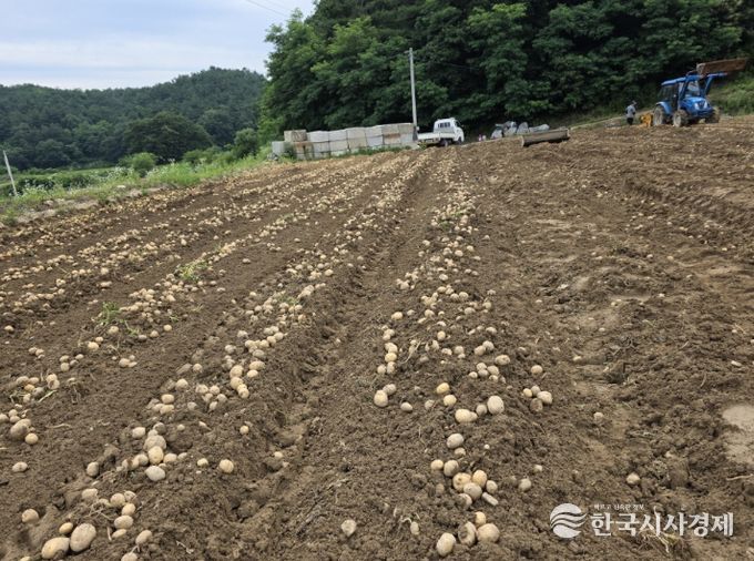 내년에 파종할 씨감자 보급종 신청하세요