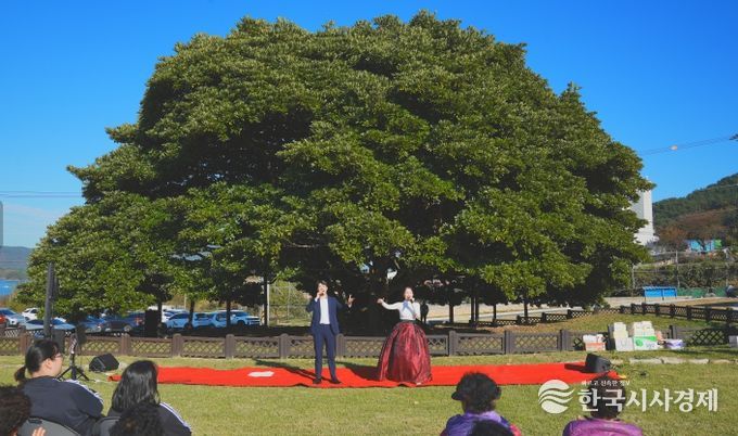 남해군 천연기념물 500년 왕후박나무