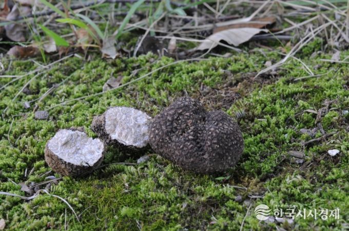 흙갈색덩이버섯(국내에 새롭게 보고된 흙갈색덩이버섯(Tuber himalayense). 중국에서 최초 보고된 종으로 현재 식재료로 활용되고 있음)