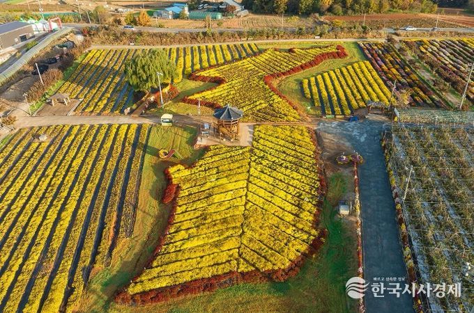 지난 11월 7일부터 16일까지 고북면 일원에서 열린 제25회 서산국화축제