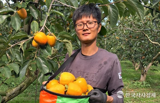 영암 대봉감, 대한민국 대표과일 2년 연속 수상 쾌거