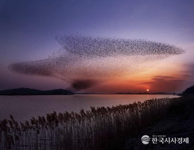 서천군, ‘2025 서천철새여행’ 29~30일 개최