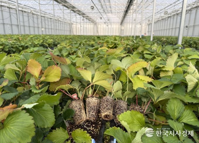 조직배양 딸기 우량묘 공급