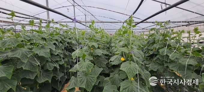 “순천 오이” 본격 출하