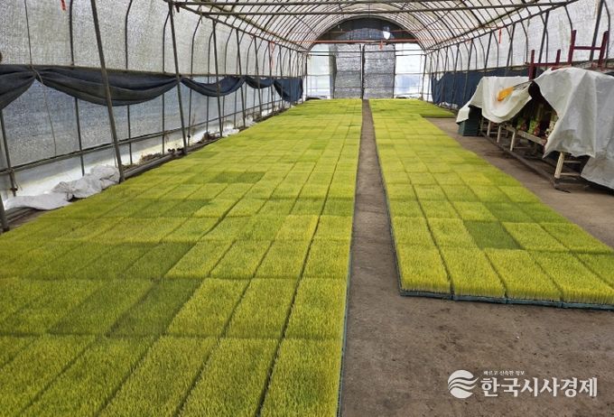 정읍시, 벼 육묘상처리제 지원에 '문자 교환권' 도입… 투명성 강화