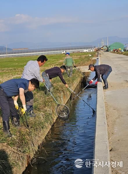 김해시, 왕우렁이 일제 수거 기간 운영