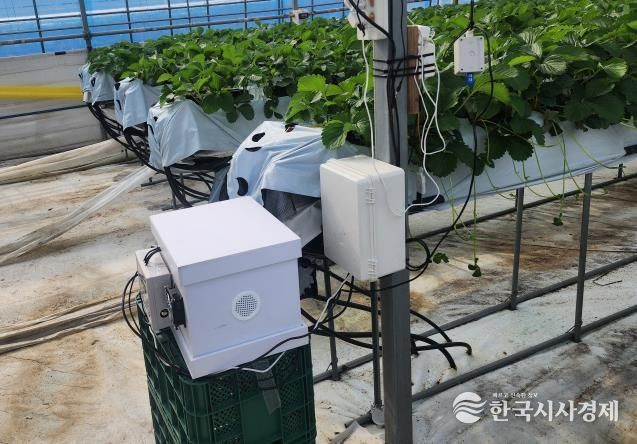 딸기 농가에 설치된 디지털 벌통 사진