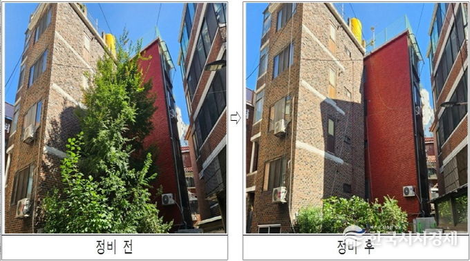 주택가 내 위험수목 정비 전후 모습