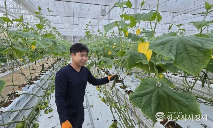 임대형 스마트팜 오이 첫 출하