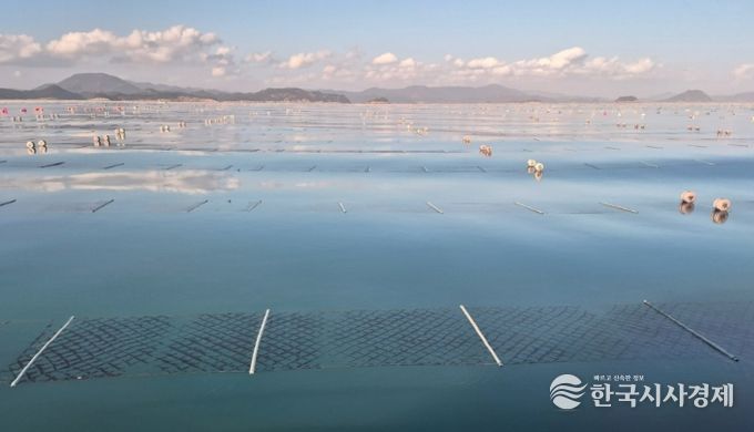 2026년산 청정 고흥산 김 본격 출하