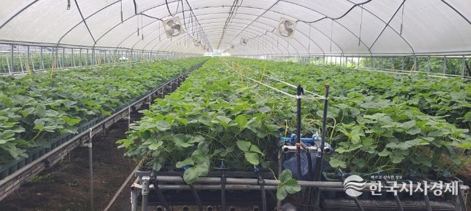 지역특화작목 ‘딸기묘’, 프리미엄 시장 도약 발판