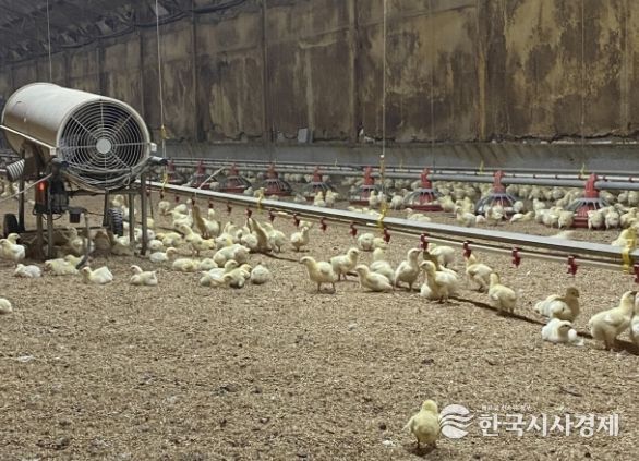 병아리 보온을 위한 열풍기 운영