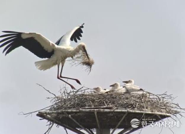 황새둥지