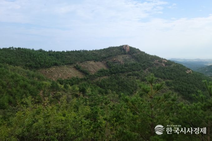 내화수림 조성 후