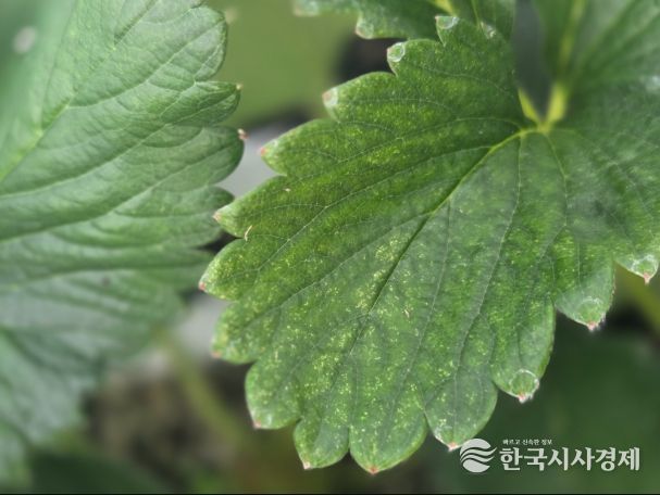 점박이응애 피해를 본 딸기잎(노란 반점)