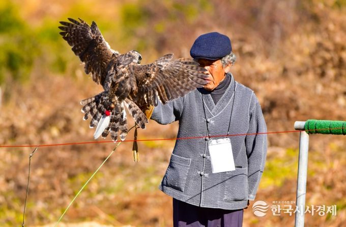 진안군, 전북특별자치도 무형유산 ‘매사냥’ 공개시연회 개최