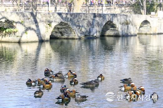 남원시 광한루원에 원앙 백여마리 둥지 틀어 볼거리 제공