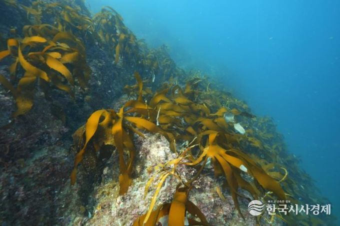 통영 욕지 도동, 2026년 바다숲 대상지 선정 1(국도 수심 5~10m)