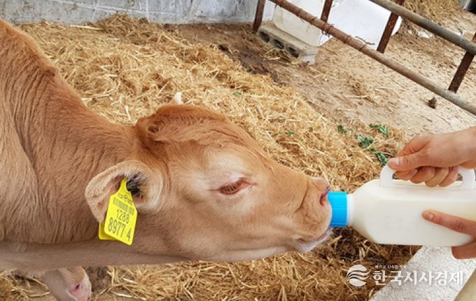 『초유은행』 만족도 100%