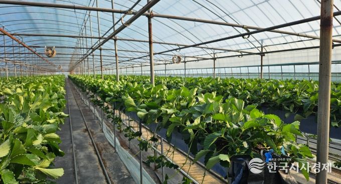 ‘프리미엄 딸기의 시작’ 건강한 딸기묘 공급체계 완성