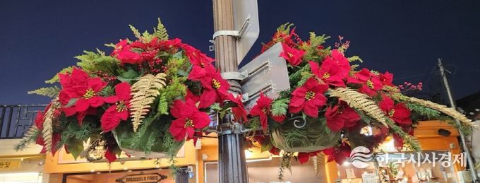 황리단길 가로등에 설치된 포인세티아 화분이 연말연시 분위기를 더하며 보행객의 눈길을 끌고 있다.