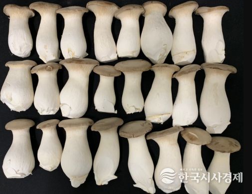 홍삼 부산물 배지에서 재배한 큰느타리버섯