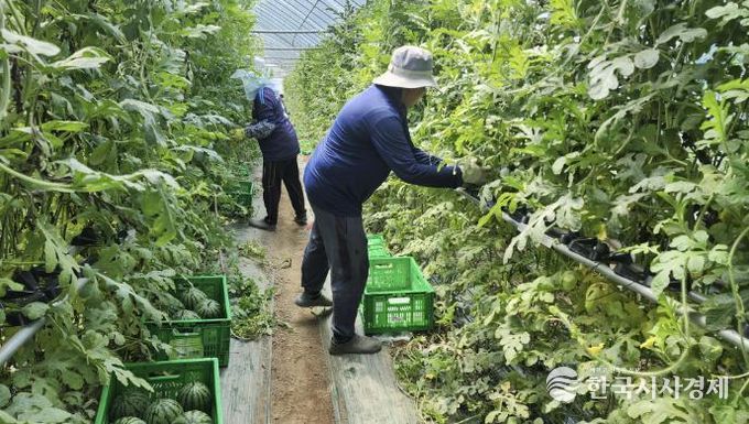 중소형수박 단지 사진