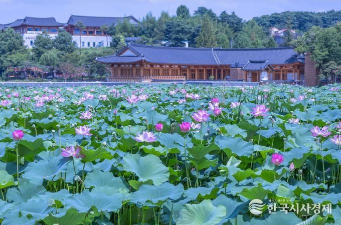 새단장 마친 덕진공원, 시민 품으로! (연꽃군락지)