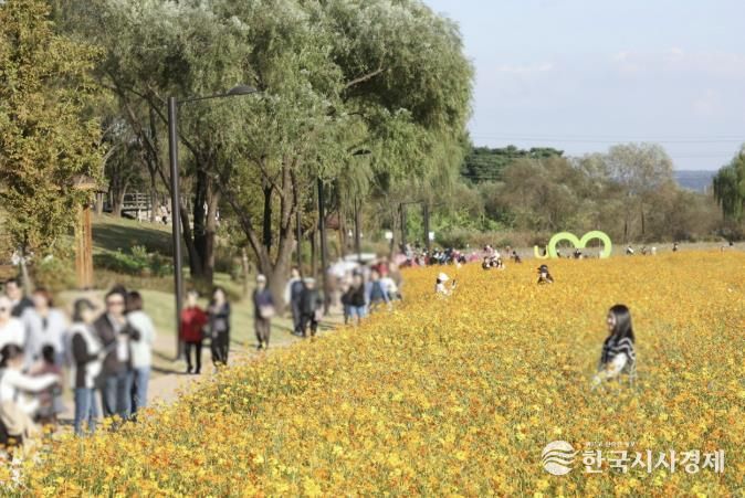 2025 창릉천 코스모스 축제