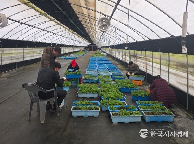 금산천 데크길 꽃 육모 작업 모습