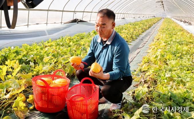 성주군 황금빛 설렘의 시작! 2026년산 성주참외 첫 출하