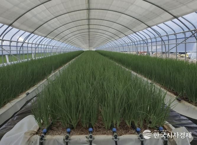 쪽파 양액재배 사진