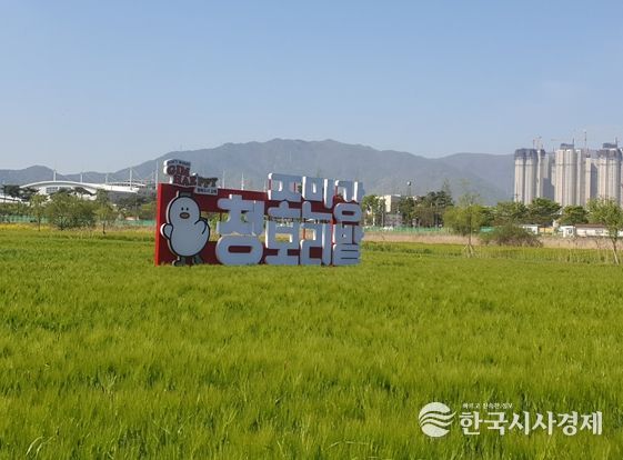 김해시 조만강 허수아비 청보리축제