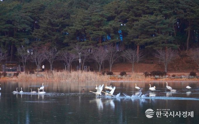 고니, 대한민국의 숨 울진에서 힘찬 날개짓