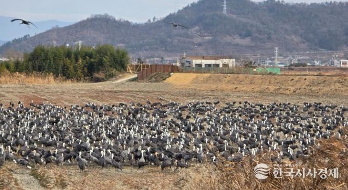 순천만 갈대숲 탐방로 인근 농경지 복원지에 흑두루미 2,200마리가 들어와 먹이활동을 하고 있다