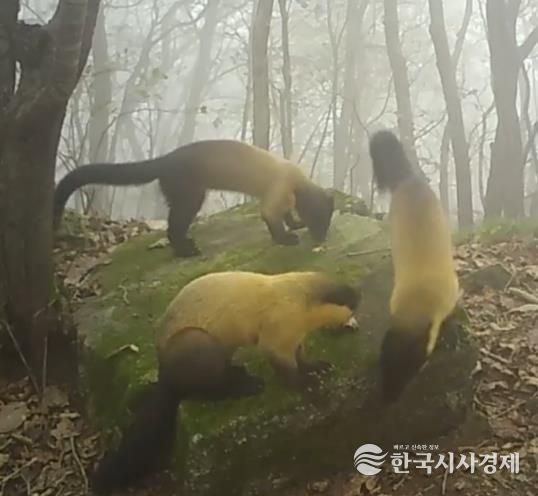 고창문화관광재단, 방장산 환경조사 중 CCTV에 포착된 담비 개체군(2025년10월19일 촬영).