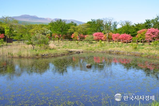 수생식물원의 참꽃나무