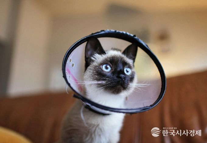 영주시, 실외사육견·길고양이 중성화 수술비 지원