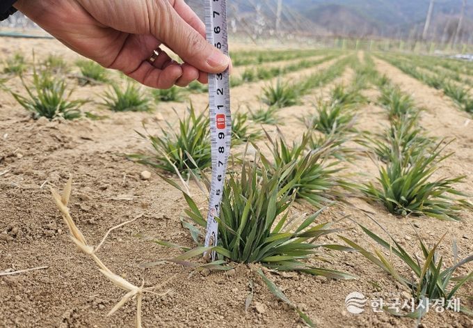 트리티케일 실증시험