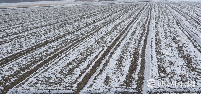 부안군농업기술센터, 한파 대비 노지작물 동해 예방 철저 당부