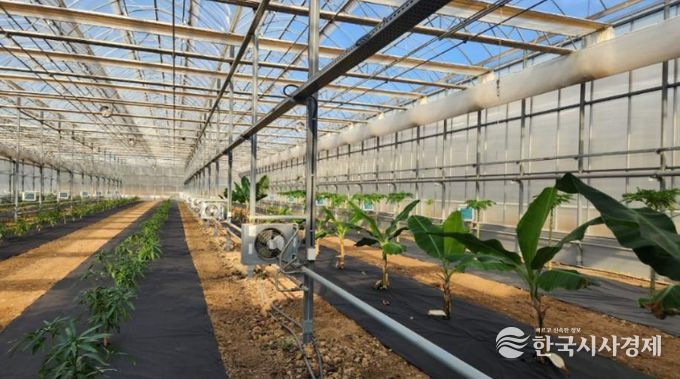 영천시 아열대 스마트팜단지 내 재배실증 중인 애플망고, 바나나, 파파야