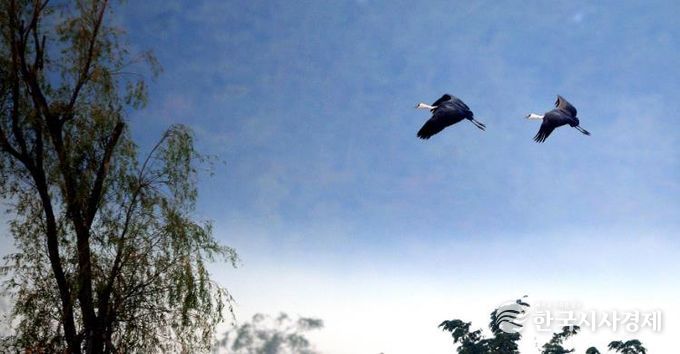 순천만습지 하늘 위의 수묵화 같은 흑두루미