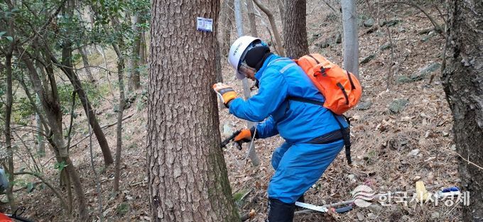 통영시 소나무재선충병 전략적 방제 추진
