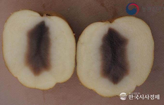 안동시, 씨감자 흑색심부병 관리 당부